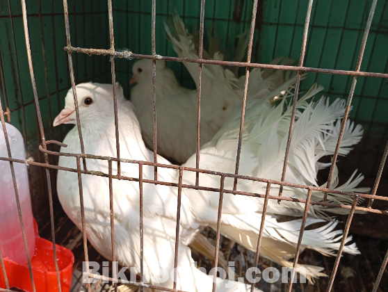 এক জোড়া (লক্ষা) রানিং এডাল্ট